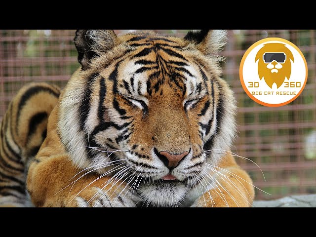 Priya Tiger Celebrates 18th Birthday 3D 180VR