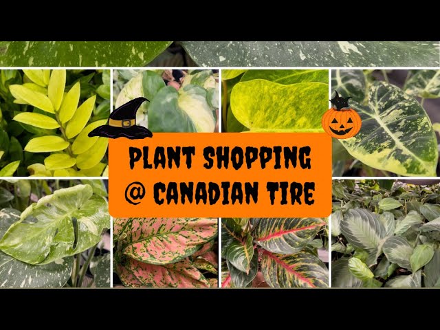 Plant Shopping at Canadian Tire: Thai Constellations & Halloween Haunt! 🎃🌱