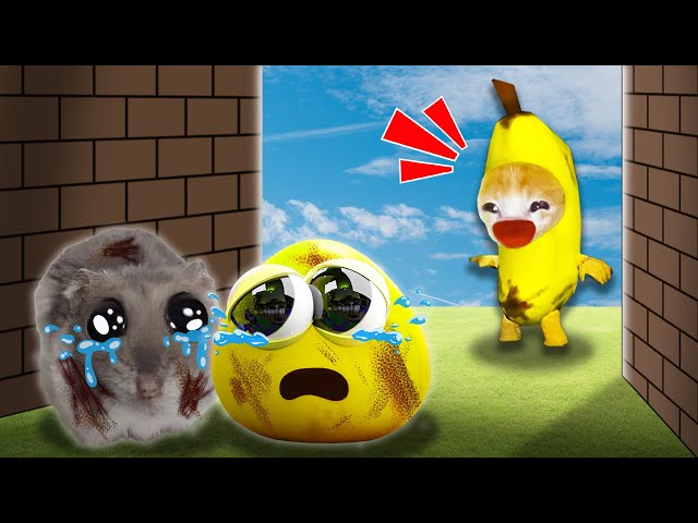 Banana Cat Adopted Poulina and Sad Hamster | A Rainy Day Rescue Story 🐱 Baby Banana Cat Compilation