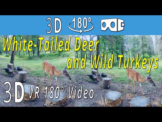 3D VR180°  White-Tailed Deer & Wild Turkeys Feeding - For VR Goggles