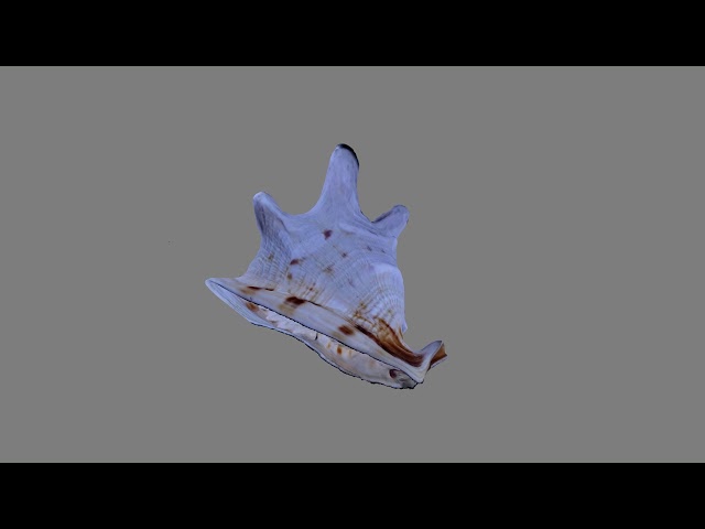 3D Photo of a tropical Seashell made with automatic Turntable