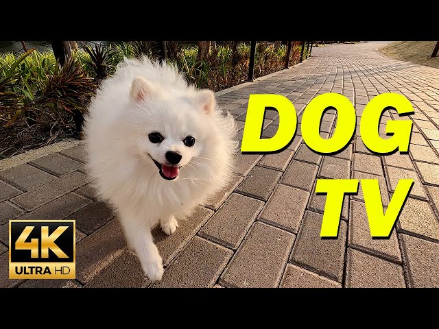 [NO ADS] Dog TV 🐕 Dog Walking in the Park with Music - 10 Hours of Relaxing TV for Dogs