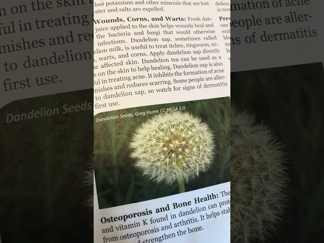 Dandelion benefits