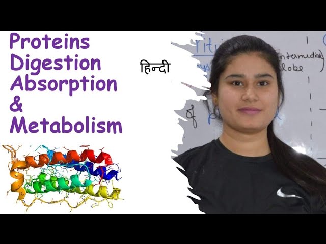 Proteins | Digestion | Absorption | Metabolism | Amino Acid Pool | Urea Formation | Urea Cycle