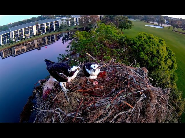 2025 Moorings Park Osprey Live Stream Naples, FL