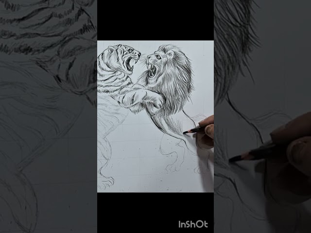 Lion & Tiger#sketch#viralvideo #trending #drawing #youtube •••