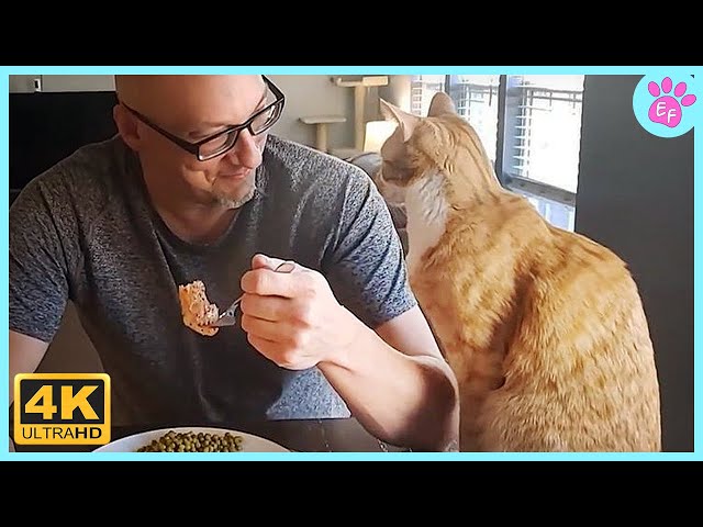 When a Cat Becomes Dad’s Favorite Child! 🐾💕