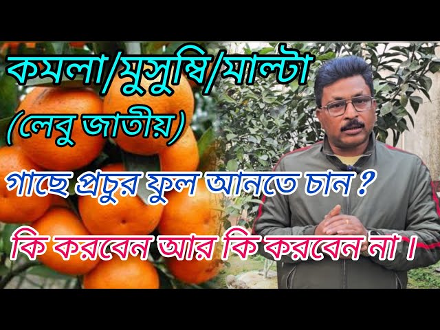 কমলা/মুসুম্বি/মাল্টা(লেবু জাতীয়)গাছে প্রচুর ফুল আনতে চান?কি করবেন আর কি করবেন না #Orange#viralvideo