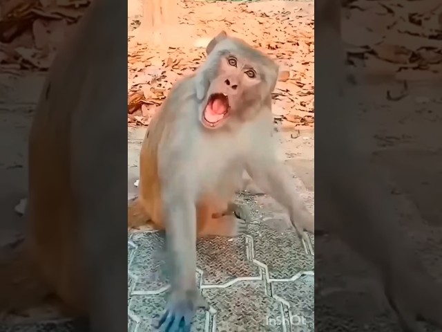 cute duck 🦆💞 & monkey 🐒 funny 🤣#funnyvideos #duck #monkey #viral #video #funny #shorts