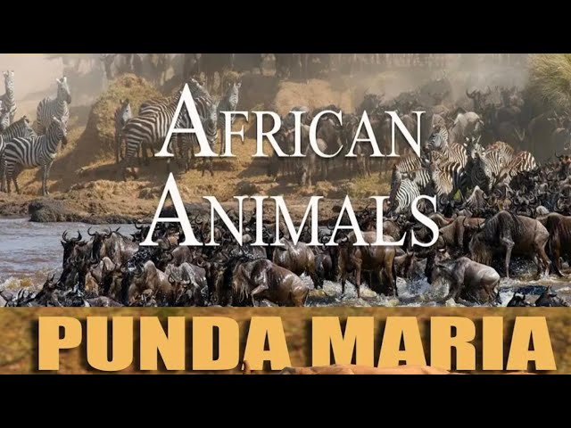 Animals in African Jungle | The jungle shop | River in Jungle