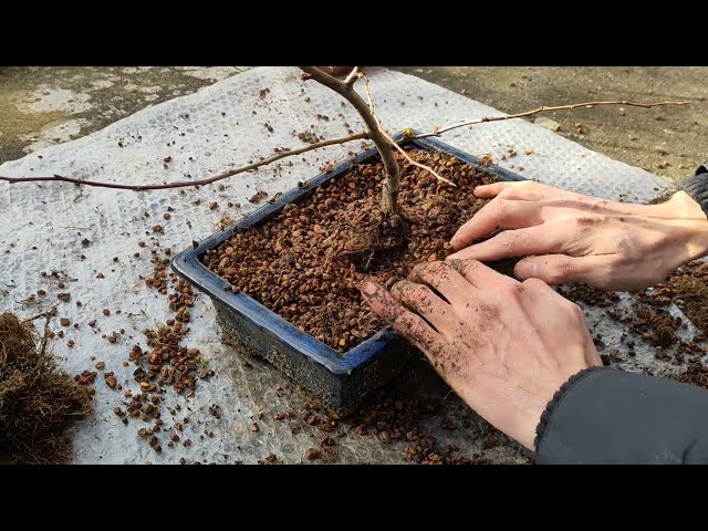 Bonsai Repot ASMR - Quince trees