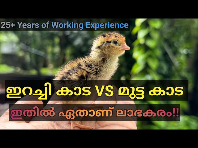 ഇറച്ചി കാട VS മുട്ട കാട!! | Broiler Quail & Egg Quail | Quail farming Malayalam | Poultry farming.