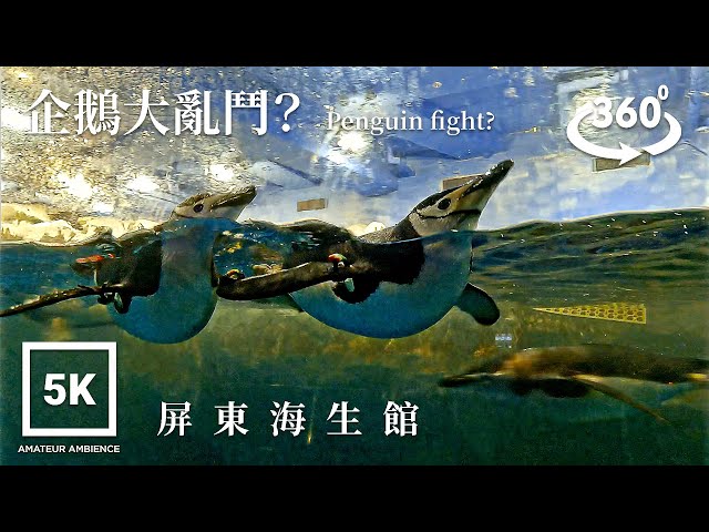 5K 360 VR Taiwan Walk 屏東車城國立海洋生物博物館？Pingtung Checheng National Museum of Marine Biology | Asmr 台湾 台灣