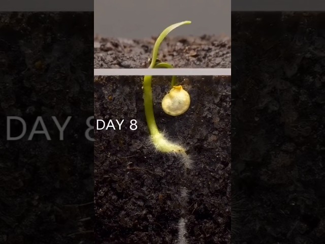 See how a plant grows