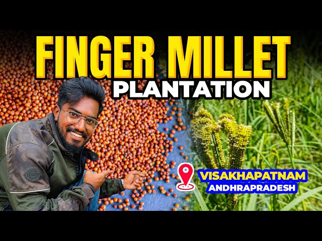 Finger Millet | Ragi 🌾 Farming | AgroTill | #farming