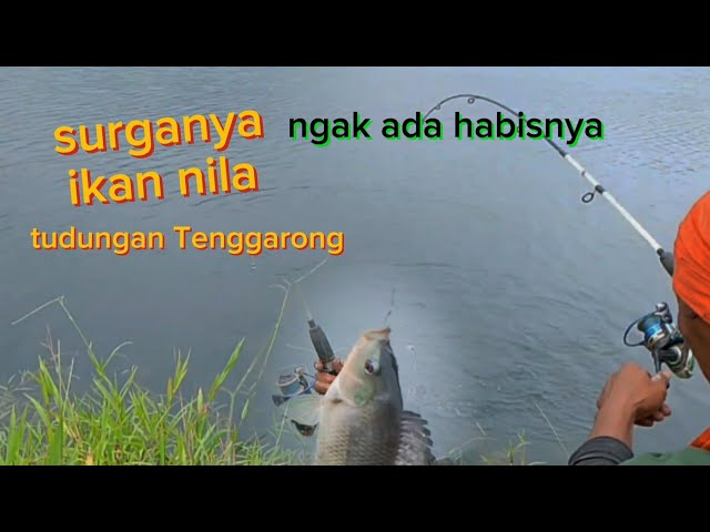 "Serunya Mancing Ikan Nila Liar, Taktik dan Pengalaman Seru! mancing ikan nila di Tenggarong