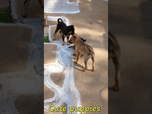 Cute puppies barking videos#25kkviral#bhaiya choudhary