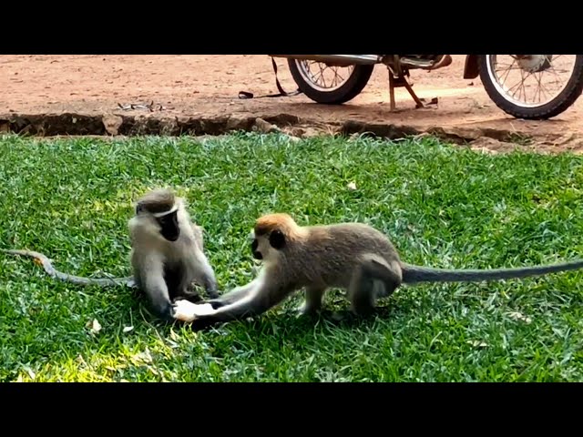 How Gang Monkeys Snack|Bats,Ibis,kingfisher,Pied Crow Birds Sounds|Nature|Urban Wildlife#viral