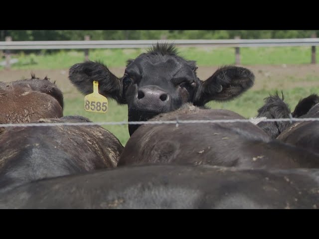 The battle over cattle: 11 Investigates hidden costs of Williams County large-scale farms