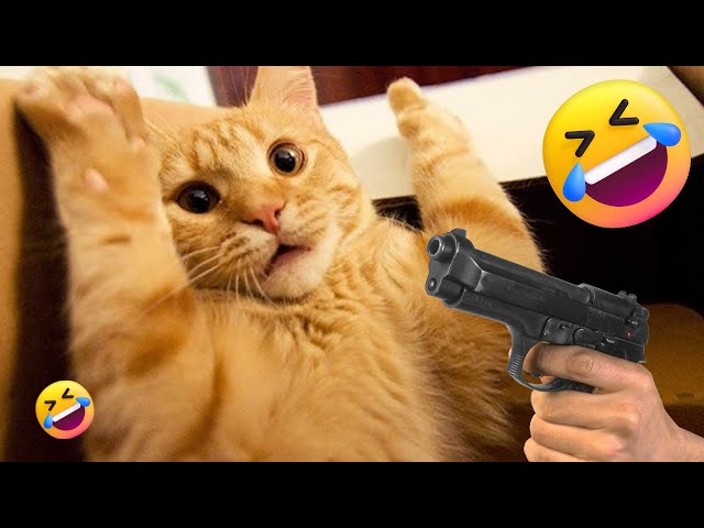 Short funny cat videos 2025