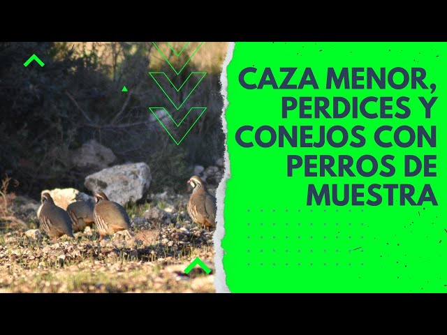 CAZA MENOR, PERDICES Y CONEJOS CON PERROS DE MUESTRA