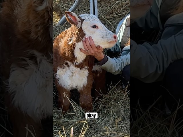 Calf needs help #calf #cow #cattle #farm #homestead #animals #animalshorts #farmlife #babyanimals