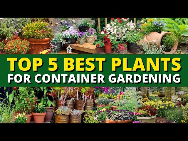 Top 5 Best Plants for Container Gardening 🪴- Garden Trends 🍃