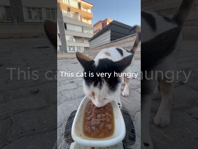 feeding a cats with rc car #cat #cute #catslivingonthehomelessstreet