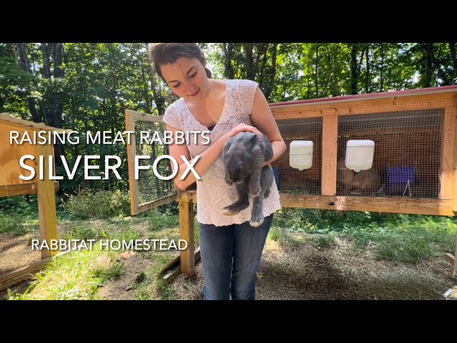 Inside look at raising rabbits | Silverfox Meat Rabbits!