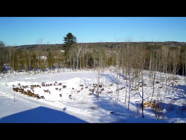 Brownville's Food Pantry For Deer "Richard's PTZ"