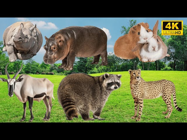 4K Wild Animal Sounds: Rhino, Hippo, Rabbit, Antelope, Raccoon, Leopard - Relax with Animal Sounds