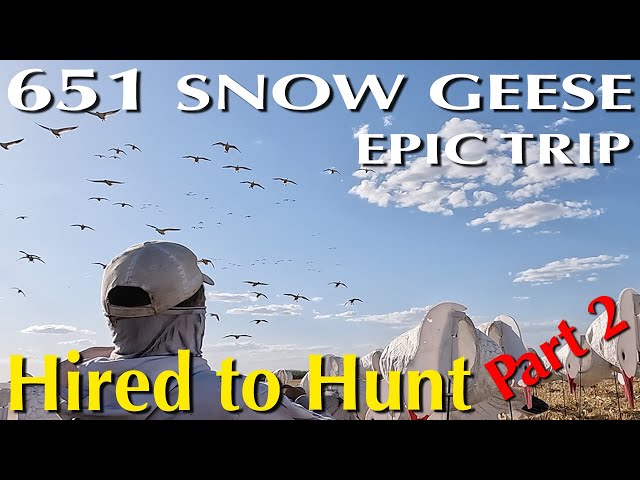 651 Snow Geese in 4 Hunts Part 2  #huntongaro @CabelasHunting @divebombsquad @hevishotammo