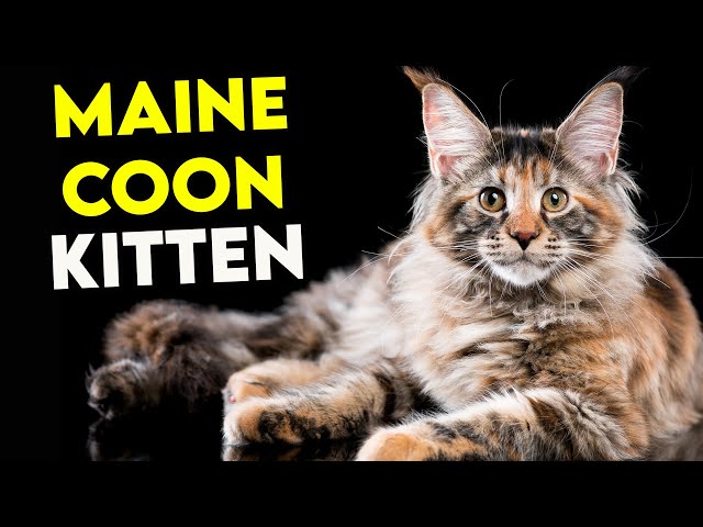 WATCH THIS If You Want a MAINE COON KITTEN! (Full Guide)