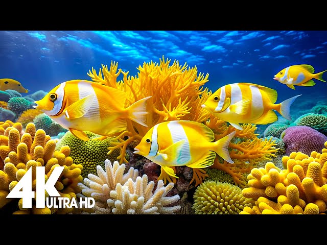 Ocean 4K 🐠Beautiful Coral Reef , Sea Animals for Relaxation - 4K Video Ultra HD