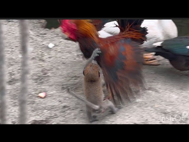 Scott's monkey fights with chicken