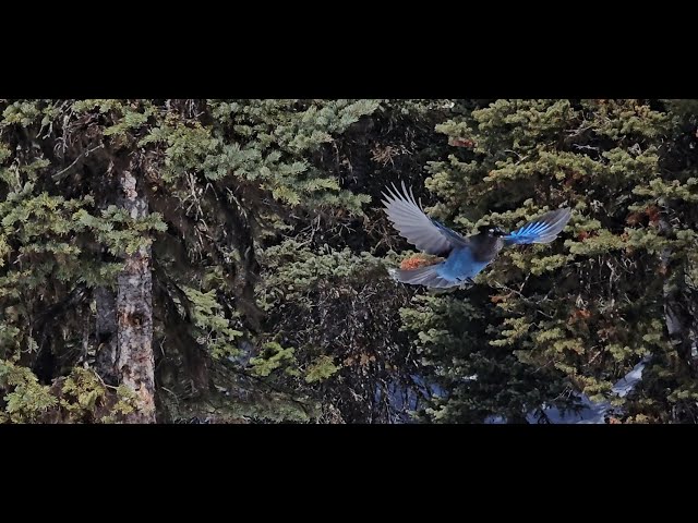 Stellar's Jay Rawson Lake