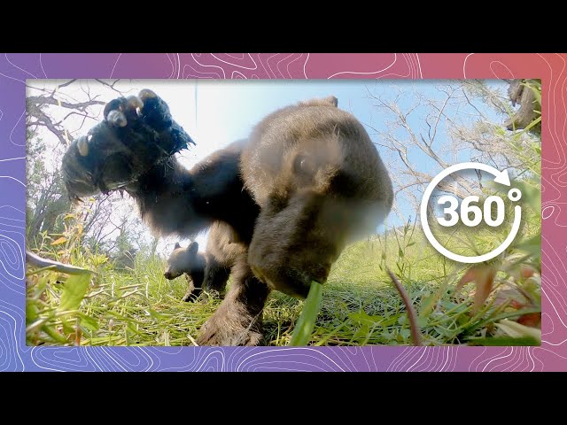 Black Bear with Cute Cubs in the Wilderness - Episode 3 | Wildlife in 360 VR