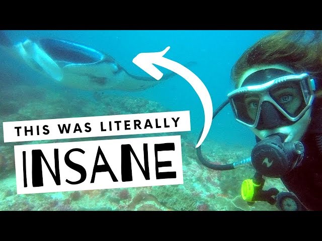 SCUBA DIVING WITH MANTA RAYS (best dive I've ever done) // Nusa Lembongon