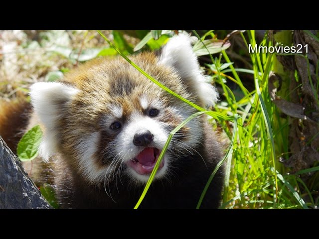 かわいい鳴き声　赤ちゃんレッサーパンダ~Red Panda  Baby cry