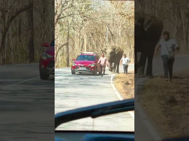 Tourists run for their lives to evade charging elephant