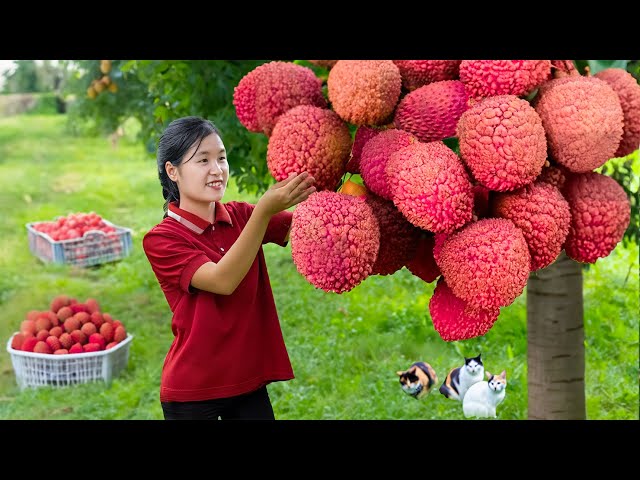 Harvesting Juicy Red Lychees - Goes Market to Sell | Fresh Fruits and Vegetables | Jolie Daily Life