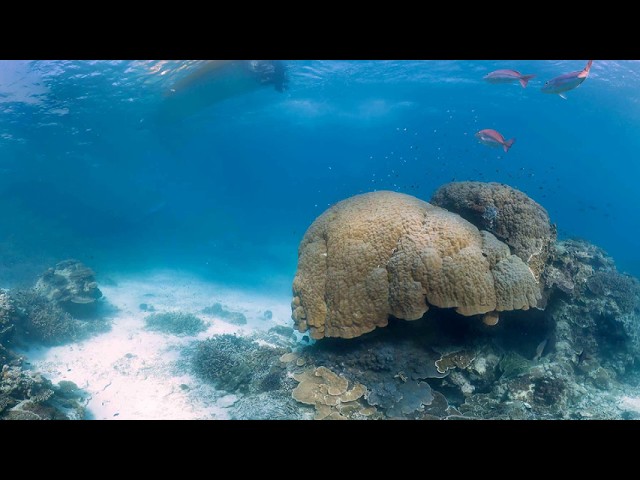 Coral reef near Heron Island 360°