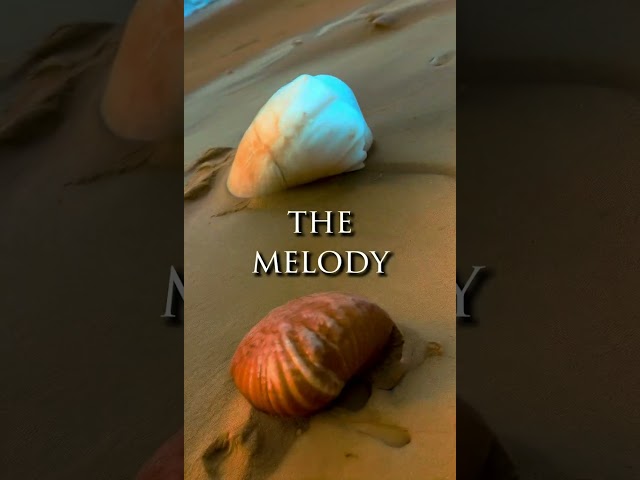 The Secret Of The Seashell #dreamstory #shortstories #shortstory #seashell #mermaid #fantasy