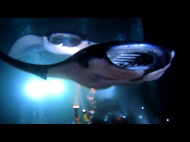 Manta Ray Night Dive | Kona, Hawaii