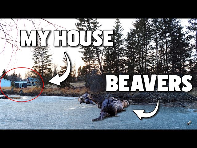 I Filmed a Beaver Family for 1 Week