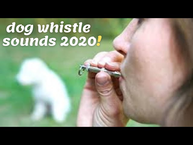 dog whistle sounds - Excite Your Dog - NEW (2020)