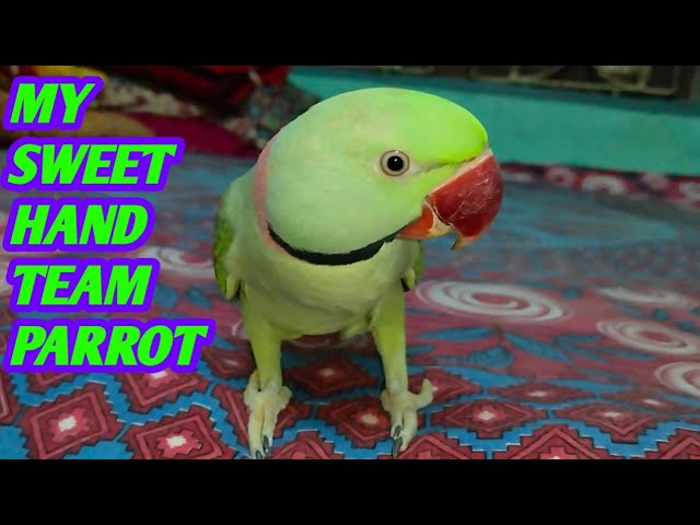 Love you Alexander Tocking Parrot