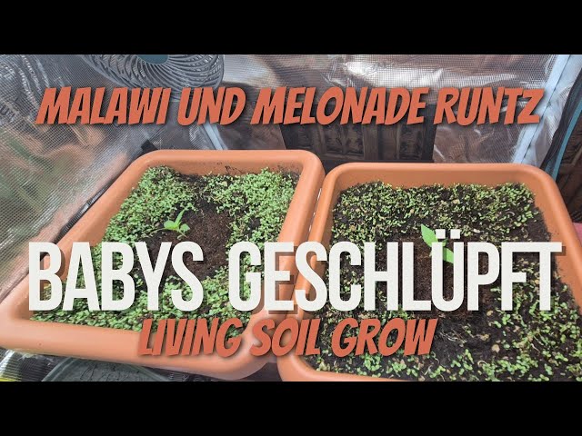 Malawi & Melonade Runtz in Living Soil: Our new run with two awesome varieties!