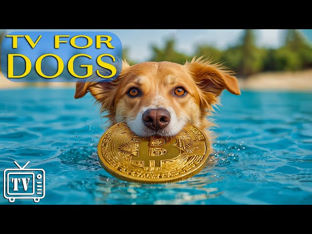 Dog TV: TOP Video Entertainment with Videos for Dog Stress Relief & Anti-Anxiety Music for Dogs