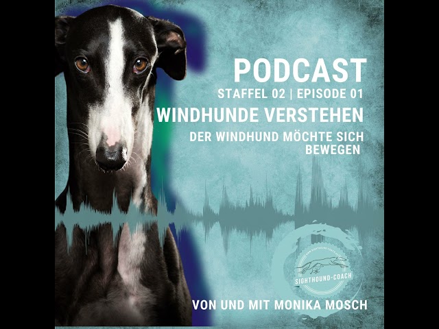 Windhunde verstehen - Der Windhund möchte sich bewegen.